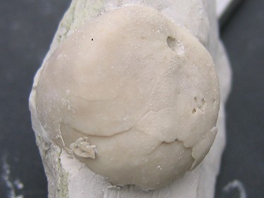 Fossil echinoid from Peacehaven being prepared using an air-abrasive tool