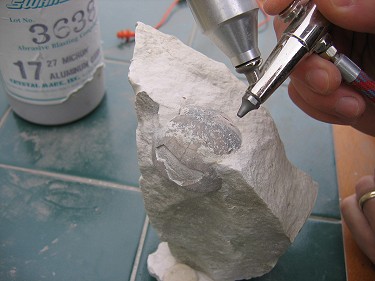 A fossil echinoid with spines being carefully prepared using an air-abrasive tool