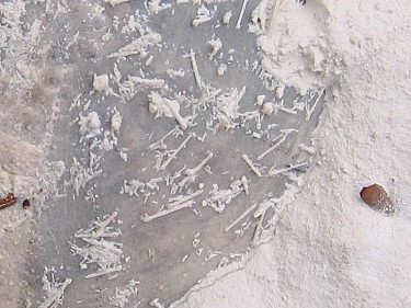Video clip of a fossil echinoid being prepared using an air-abrasive tool