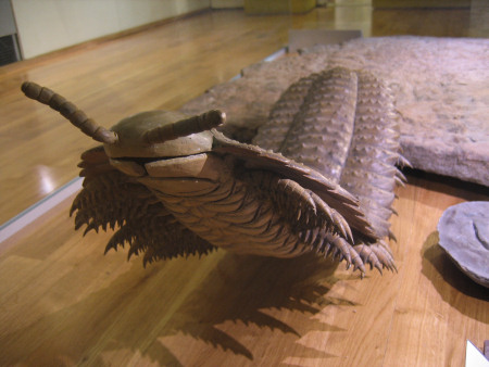 Arthropleura model displayed at the Hunterian Museum