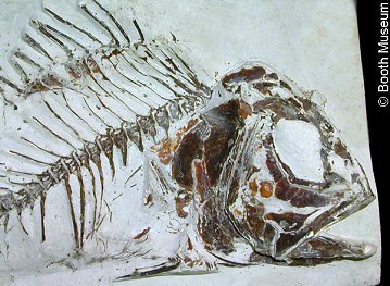 Fossil fish Hoplopteryx lewesiensis