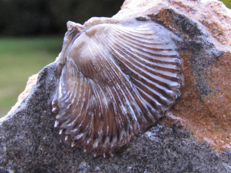 Fossil brachiopod coated with varnish not recommended