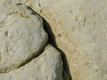 Close-up of large ammonite shell containing fossil tube worms