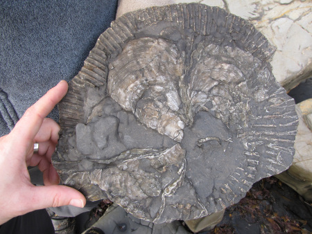 Fossil Pectinatites ammonite obscured by oysters