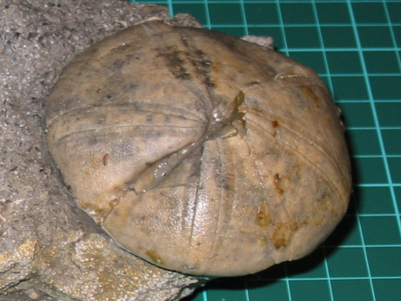 Fossil Clypeus ploti echinoid from Woodeaton Quarry