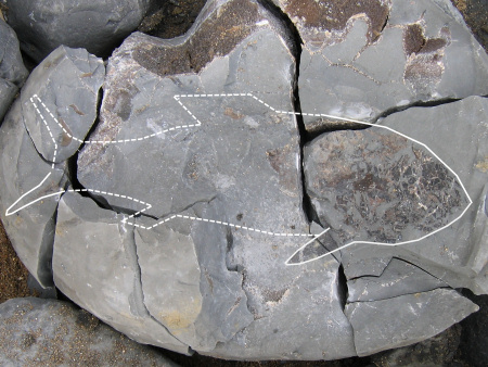 Fossil fish within a septarian nodule at Charmouth