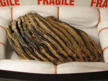 Carefully prepared fossil mammoth tooth from Colne Quarry