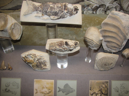 Chalk fossils on display in the Booth Museum in Brighton