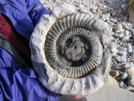 Fossil ammonite from Osmington Mills