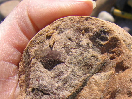 Close-up of split pebble reveals a fossil bivalve and vegetation