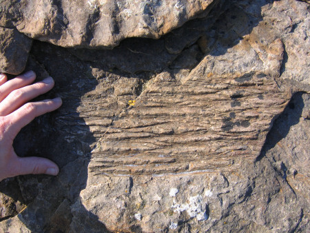 Fossil tree bark at Crail