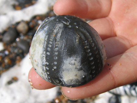 Internal flint mould of an Echinocorys echinoid from Peacehaven