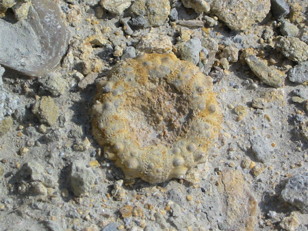 Sea Fossils