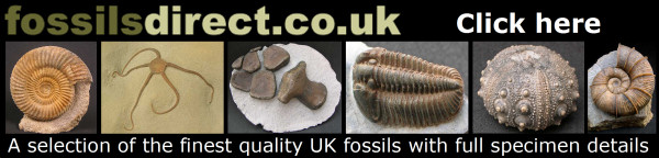 Visit Fossils Direct