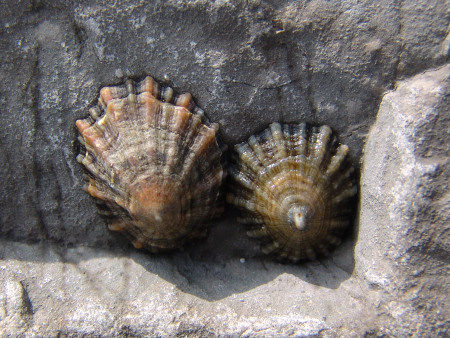 Living limpets awaiting the incoming tide on a rock