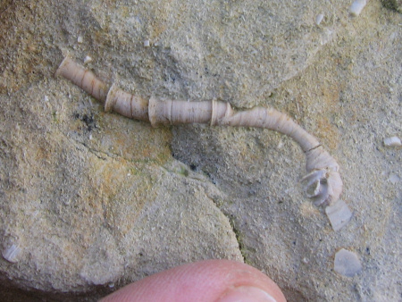 Fossil Serpula worm tube at Hunstanton