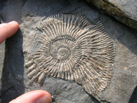 fóssil de uma concha em uma pedra. dois dedos destacando fossil.