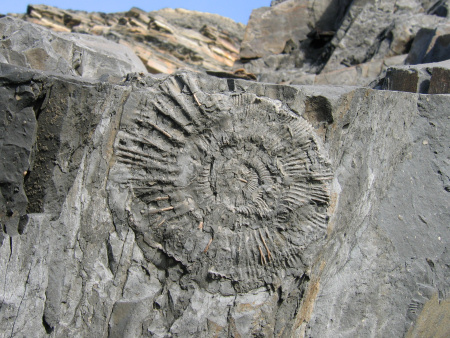 Fossil Pectinatites ammonite at Kimmeridge