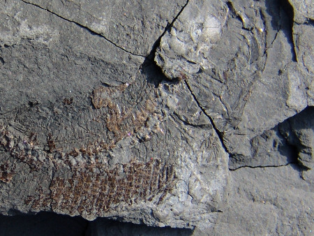 Close-up of the fossil Pholidophorus fish