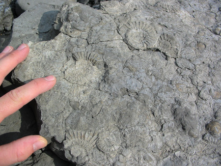 Large slab of limestone containing Jurassic ammonites at Lyme Regis