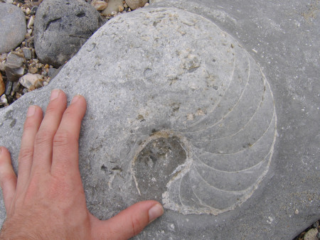 Fossil nautilus at Monmouth Beach near Lyme Regis