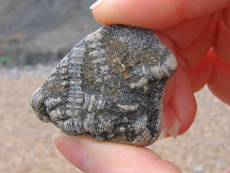 Beach pebble containing fossil crinoid stems at Lyme Regis