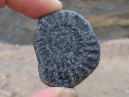 Crushed ammonite from Black Ven at Lyme Regis