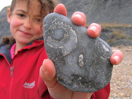 Beach pebble with ammonites in cross-section at Lyme Regis