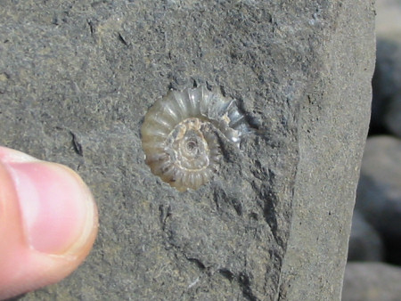 Calcified fossil Promicroceras ammonite at Lyme Regis