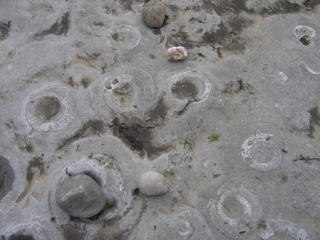 Lots of fossil Paracoroniceras ammonites at Monmouth Beach near Lyme Regis