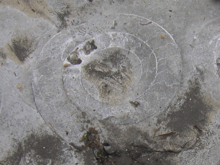 Close-up of Paracoroniceras ammonite