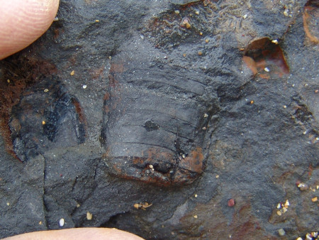 Fossil cephalopod at Marloes Sands