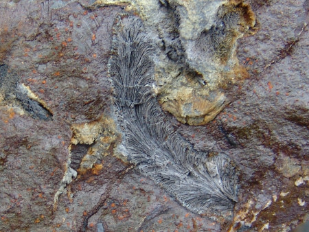 Close-up of a feather-like fossil coral at Marloes Sands