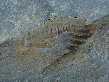Close-up of the fossil trilobite tail at Marloes Sands