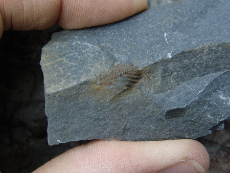 Fossil trilobite tail at Marloes Sands
