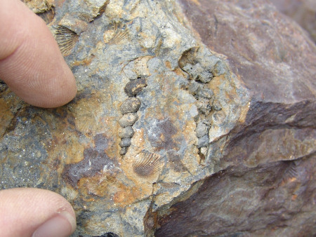 Fossil Loxonema gastropods at Marloes Sands