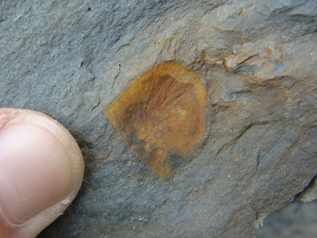 Fossils Leptostrophia brachiopod at Marloes Sands
