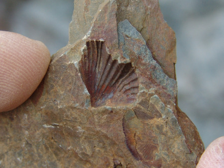 Fossil Rhynchonellid brachiopod at Marloes Sands