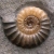 Ammonites