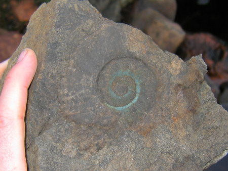 Fossil Binatisphinctes ammonite at the River Brora