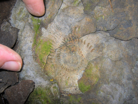 Fossil Kosmoceras ammonite at the River Brora