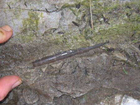 Fossil belemnite at the River Brora