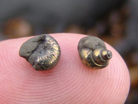 Pyritised fossil gastropod and ammonite from Seatown