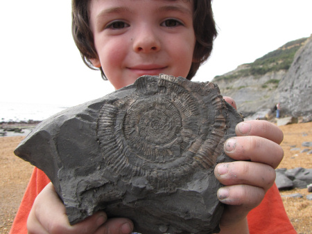 Fossil Prodactylioceras ammonite from Seatown