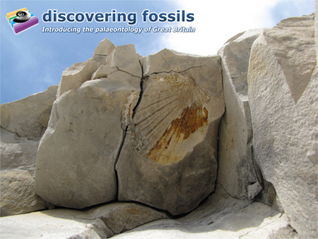 Beachy Head fossil wallpaper