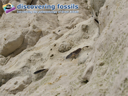 Temnocidaris echinoid at Seaford Head wallpaper