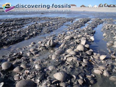 Bracklesham Bay fossil bivales wallpaper