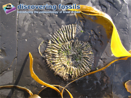 Fossil ammonite at Kimmeridge wallpaper