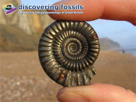 Fossil Echioceras ammonite at Charmouth wallpaper