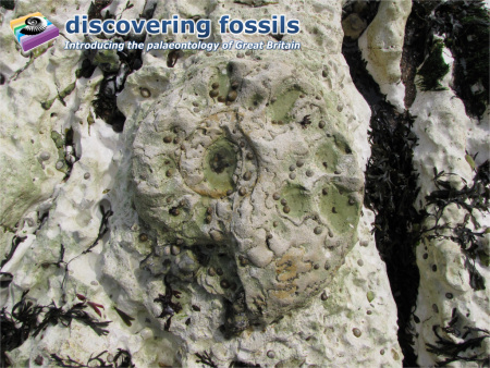 Fossil Parapuzosia ammonite at Peacehaven wallpaper